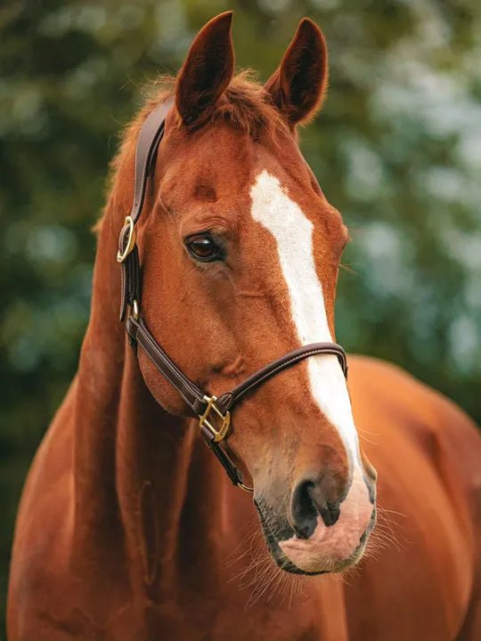 Kentucky Horsewear Classic Rope Halter - Equiluxe Tack