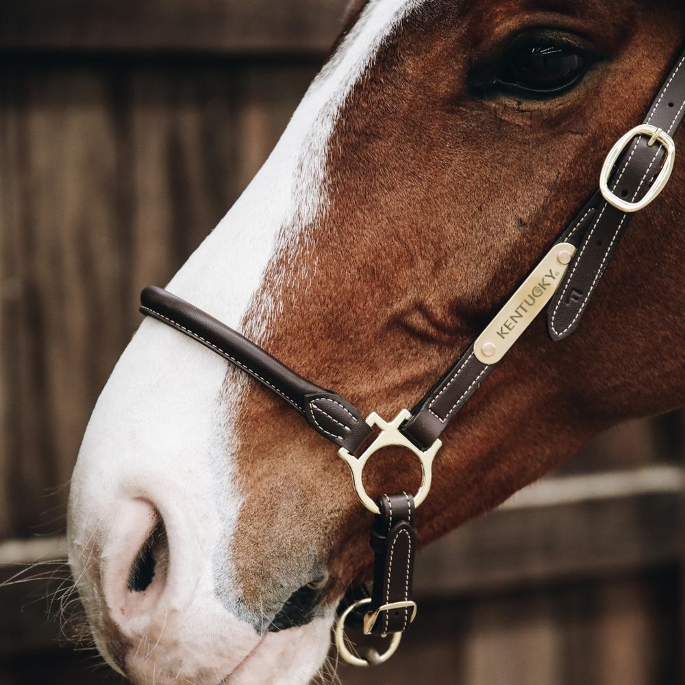 Kentucky Horsewear Leather Grooming Halter - Equiluxe Tack