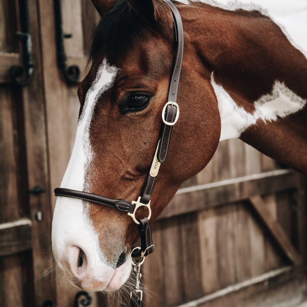 Kentucky Horsewear Leather Grooming Halter - Equiluxe Tack