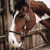 Kentucky Horsewear Leather Grooming Halter - Equiluxe Tack