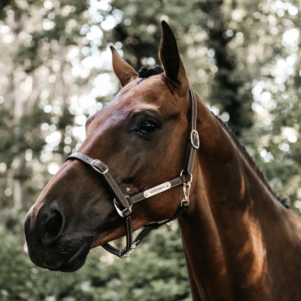 Kentucky Horsewear Leather Halter Flexible Brown - Equiluxe Tack