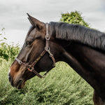 Kentucky Horsewear Leather Halter Flexible Brown - Equiluxe Tack