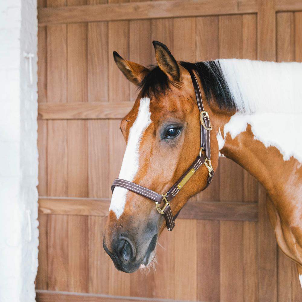 Kentucky Horsewear Leather Halter Wellington - Equiluxe Tack