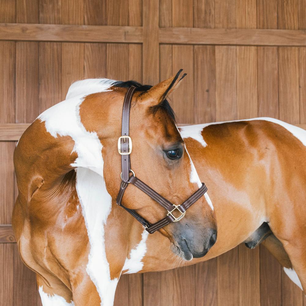 Kentucky Horsewear Leather Halter Wellington - Equiluxe Tack