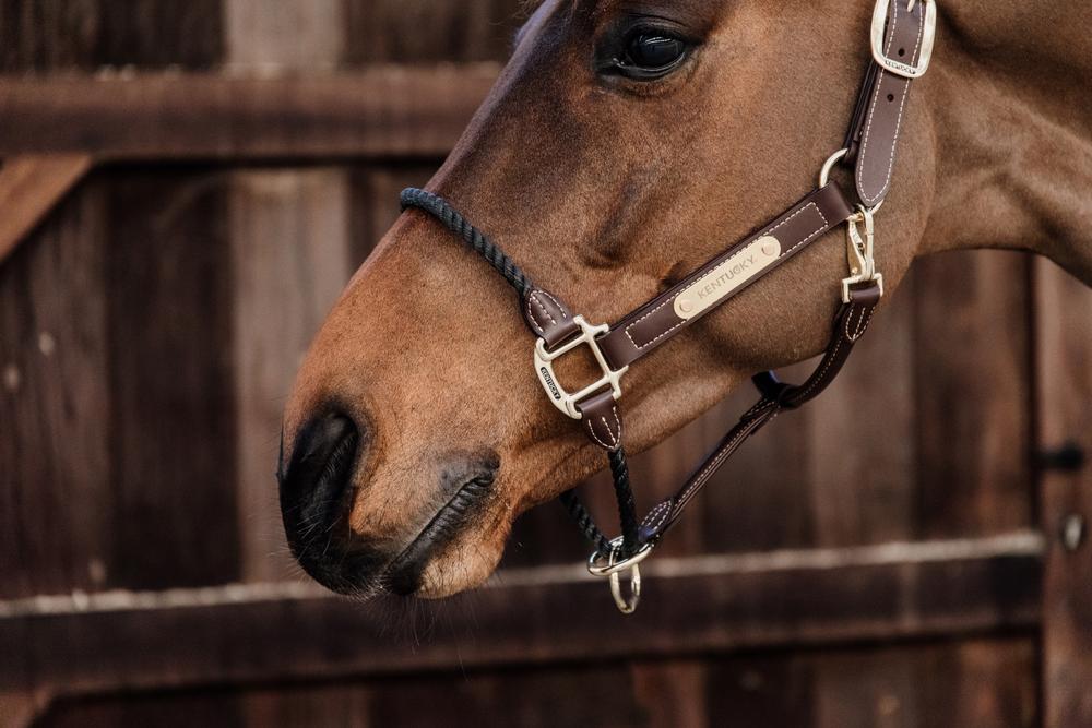 Kentucky Horsewear Leather Rope Halter - Kentucky Horsewear - Equiluxe Tack