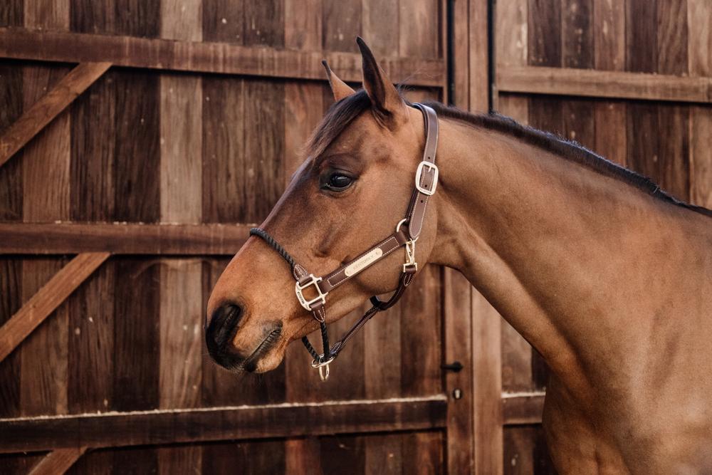 Kentucky Horsewear Leather Rope Halter - Kentucky Horsewear - Equiluxe Tack