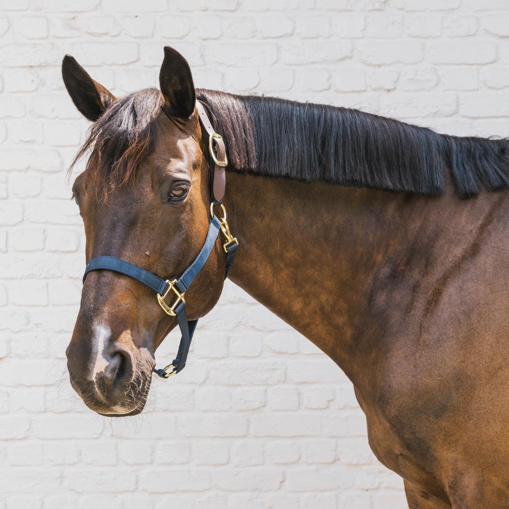 Kentucky Horsewear Safety & Pasture Nylon Breakaway Halter - Equiluxe Tack