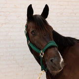 Kentucky Horsewear Velvet Halter - Equiluxe Tack