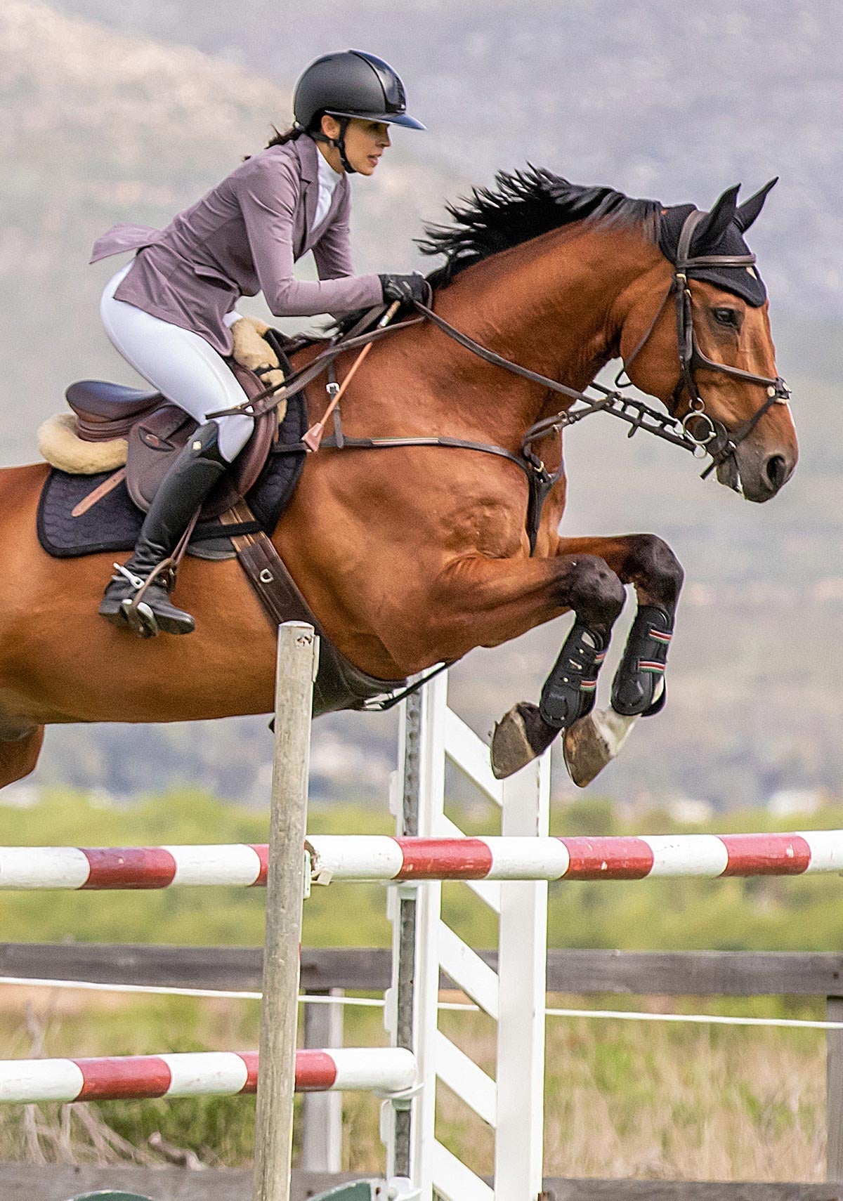 Lavender Poppy Seed Hunter Show Jacket - Espoir Equestrian - Equiluxe Tack