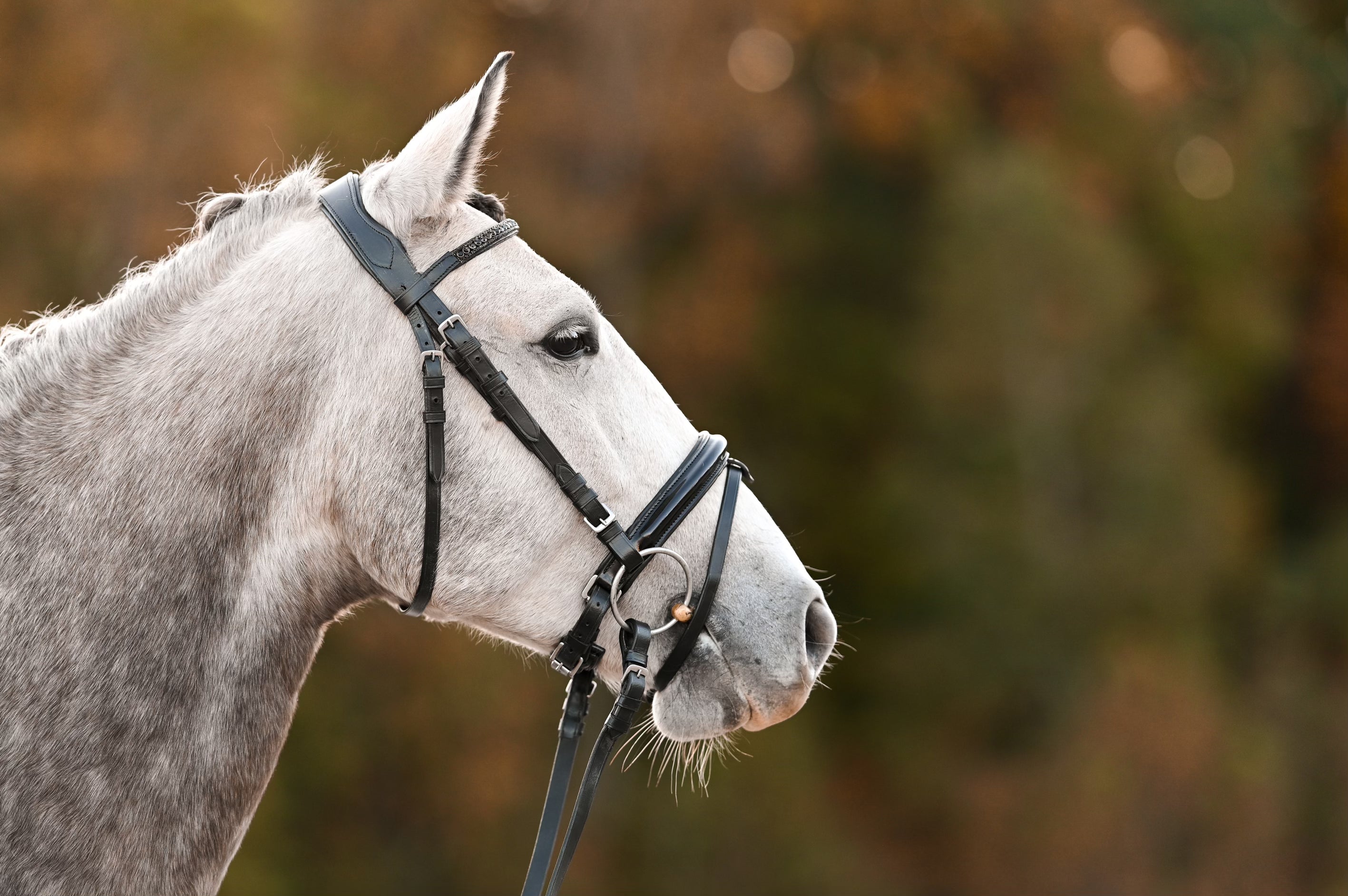 ***LIMITED EDITION*** The Jolina Dressage Bridle - Auven Equestrian - Equiluxe Tack