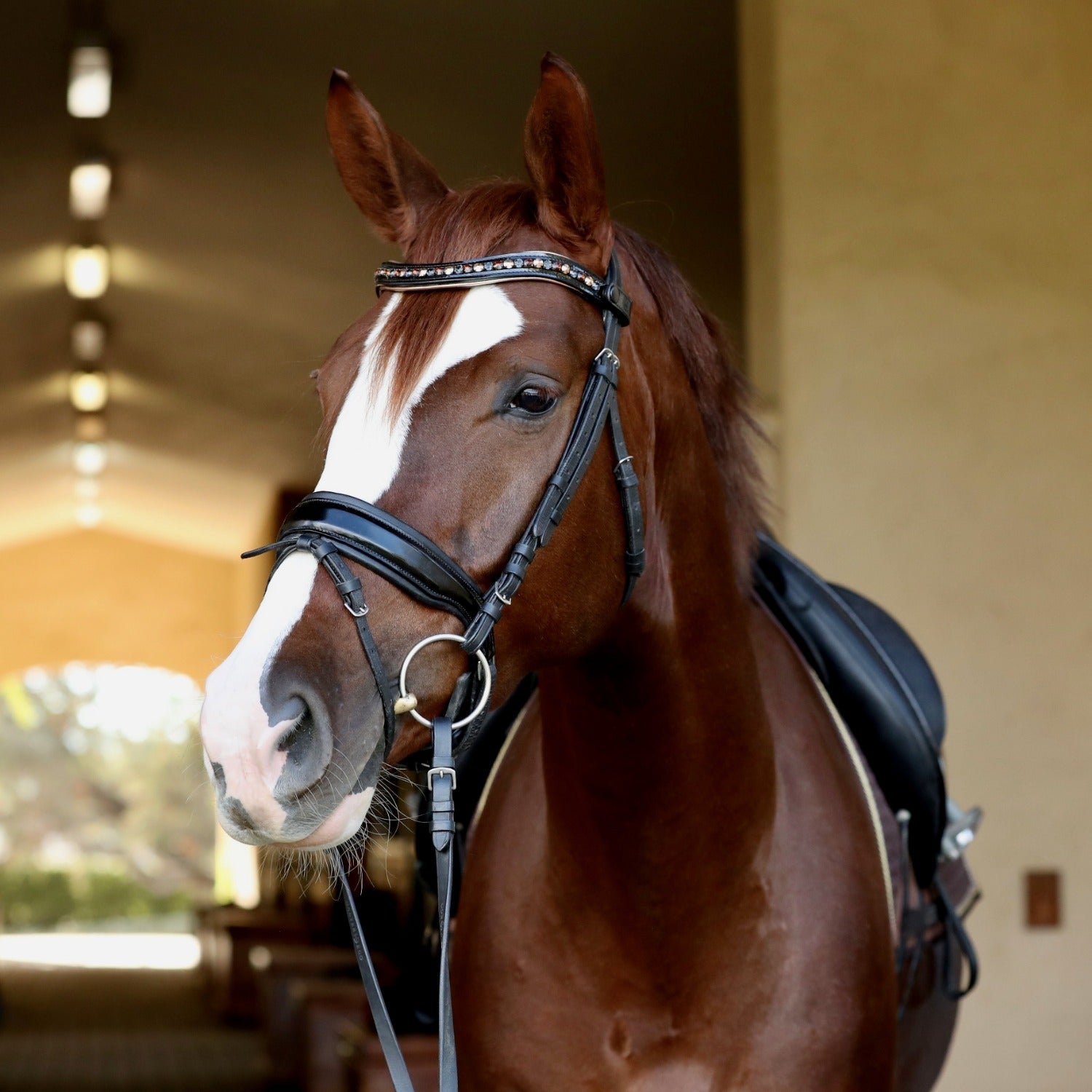 Lyamora Limited Edition Black Patent Snap Browband - Halter Ego® - Equiluxe Tack