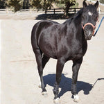 Majyk Equipe Boyd Martin Leather Tendon Boot with Removable Impact Liner - Majyk Equipe - Equiluxe Tack