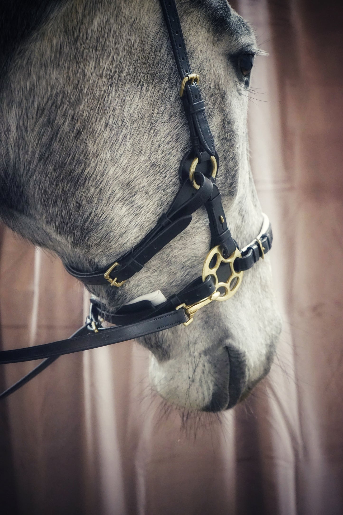 Masego Bella Starwheel Hackamore Bridle - Black & White - MASEGO horsewear - Equiluxe Tack