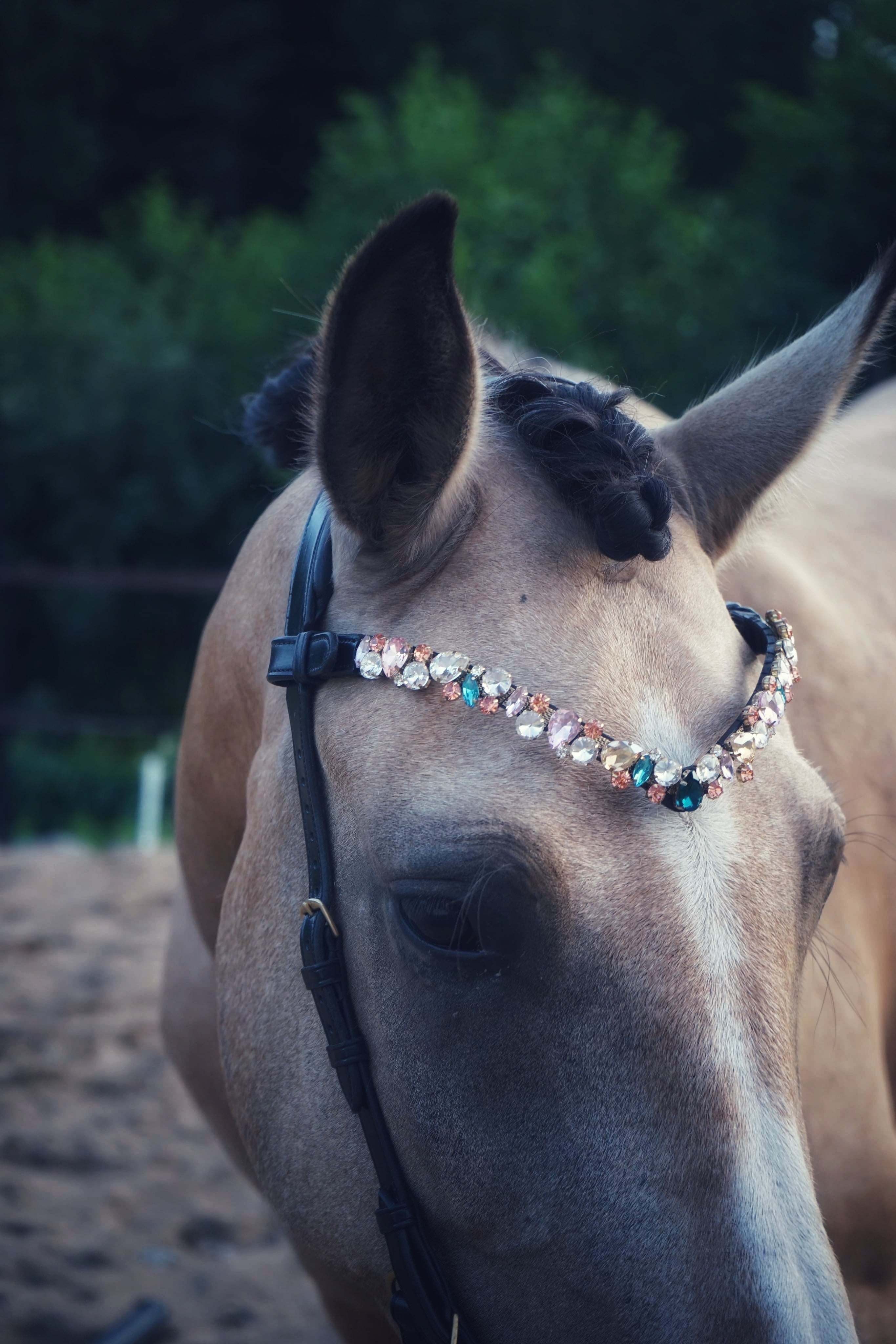 Masego Horsewear 'Ania' Browband - MASEGO horsewear - Equiluxe Tack