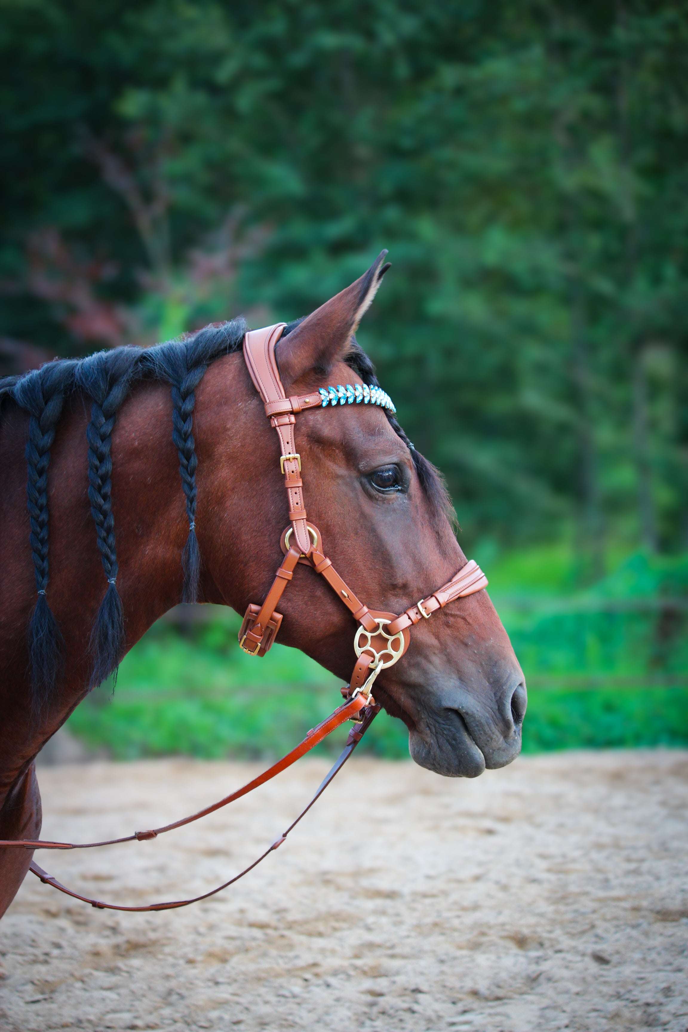 Masego Horsewear Bella Starwheel Hackamore - Cognac - MASEGO horsewear - Equiluxe Tack