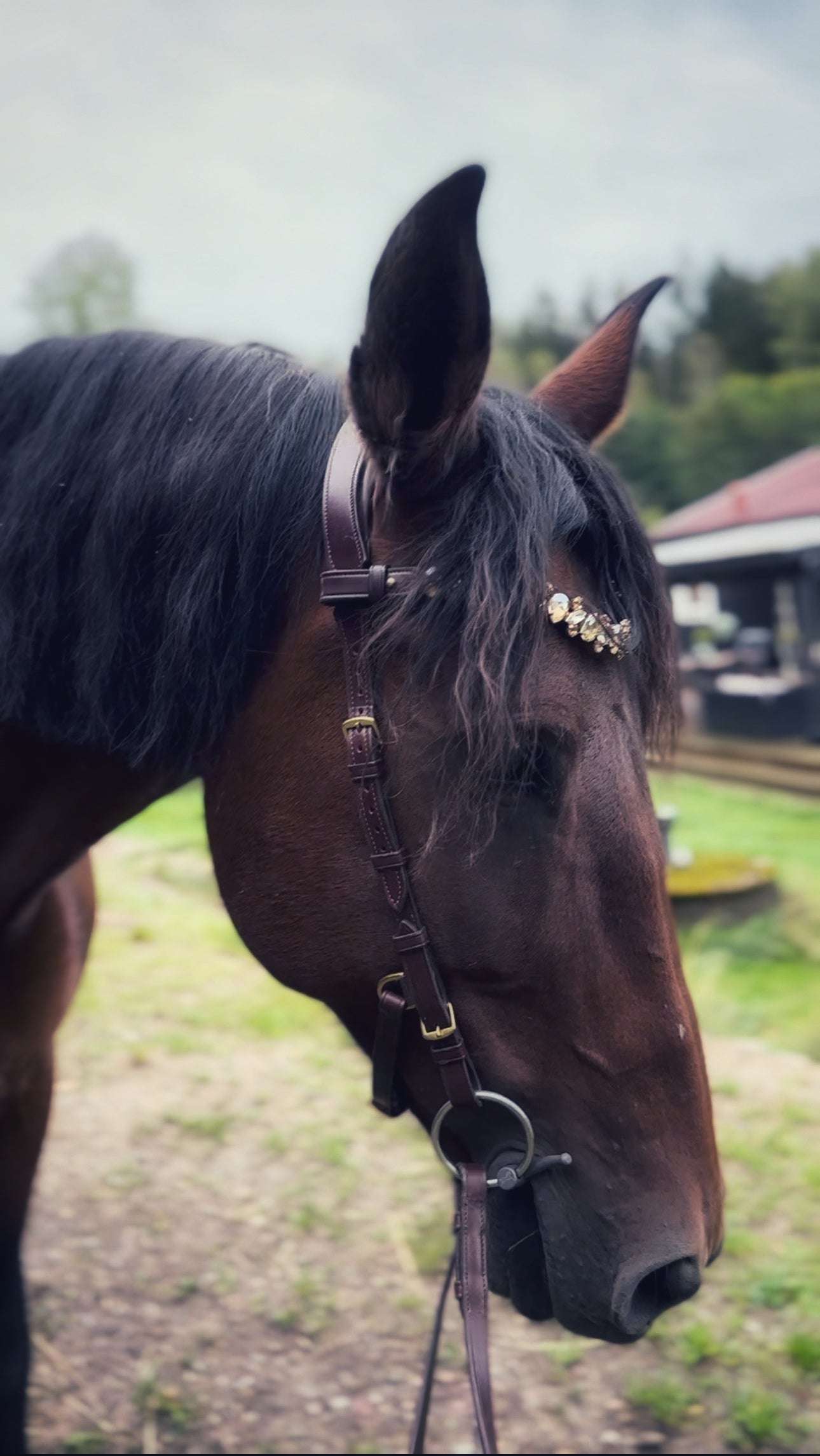 Masego Horsewear Coco Bridle - No Noseband - MASEGO horsewear - Equiluxe Tack