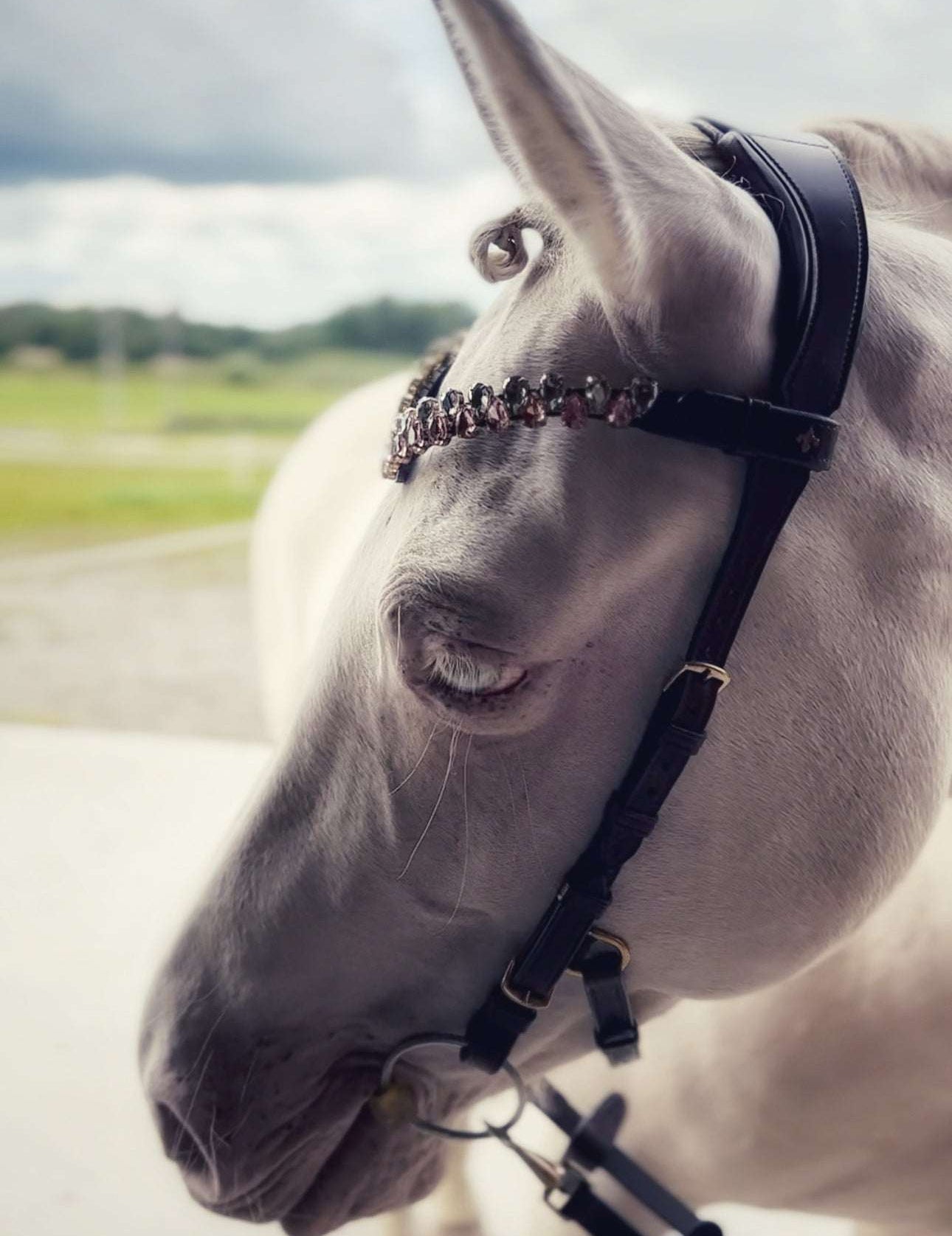 Masego Horsewear Coco Bridle - No Noseband - MASEGO horsewear - Equiluxe Tack