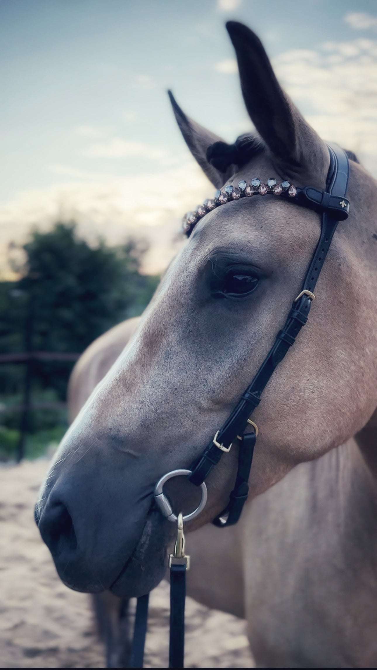 Masego Horsewear Coco Bridle - No Noseband - MASEGO horsewear - Equiluxe Tack