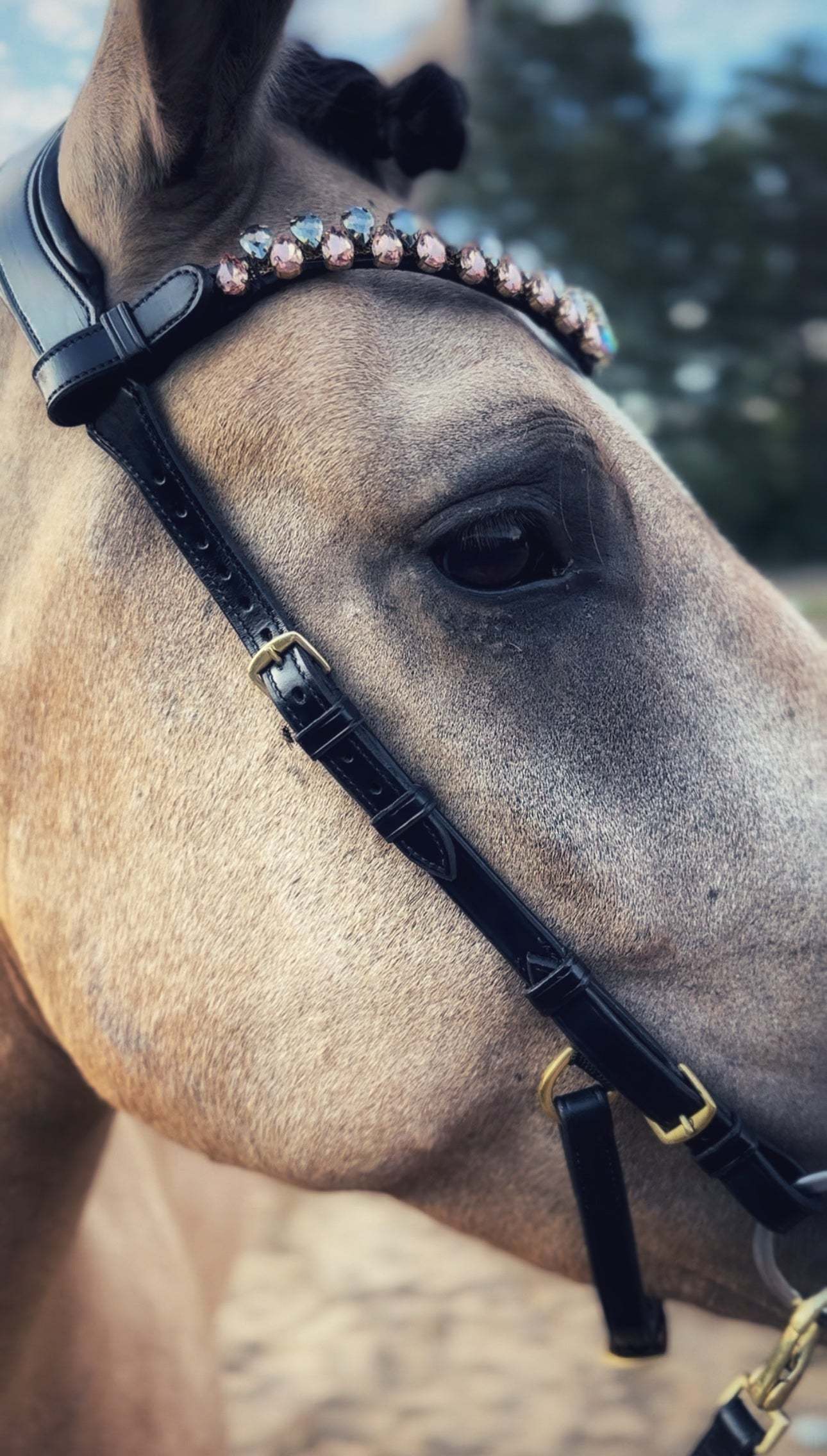 Masego Horsewear Coco Bridle - No Noseband - MASEGO horsewear - Equiluxe Tack