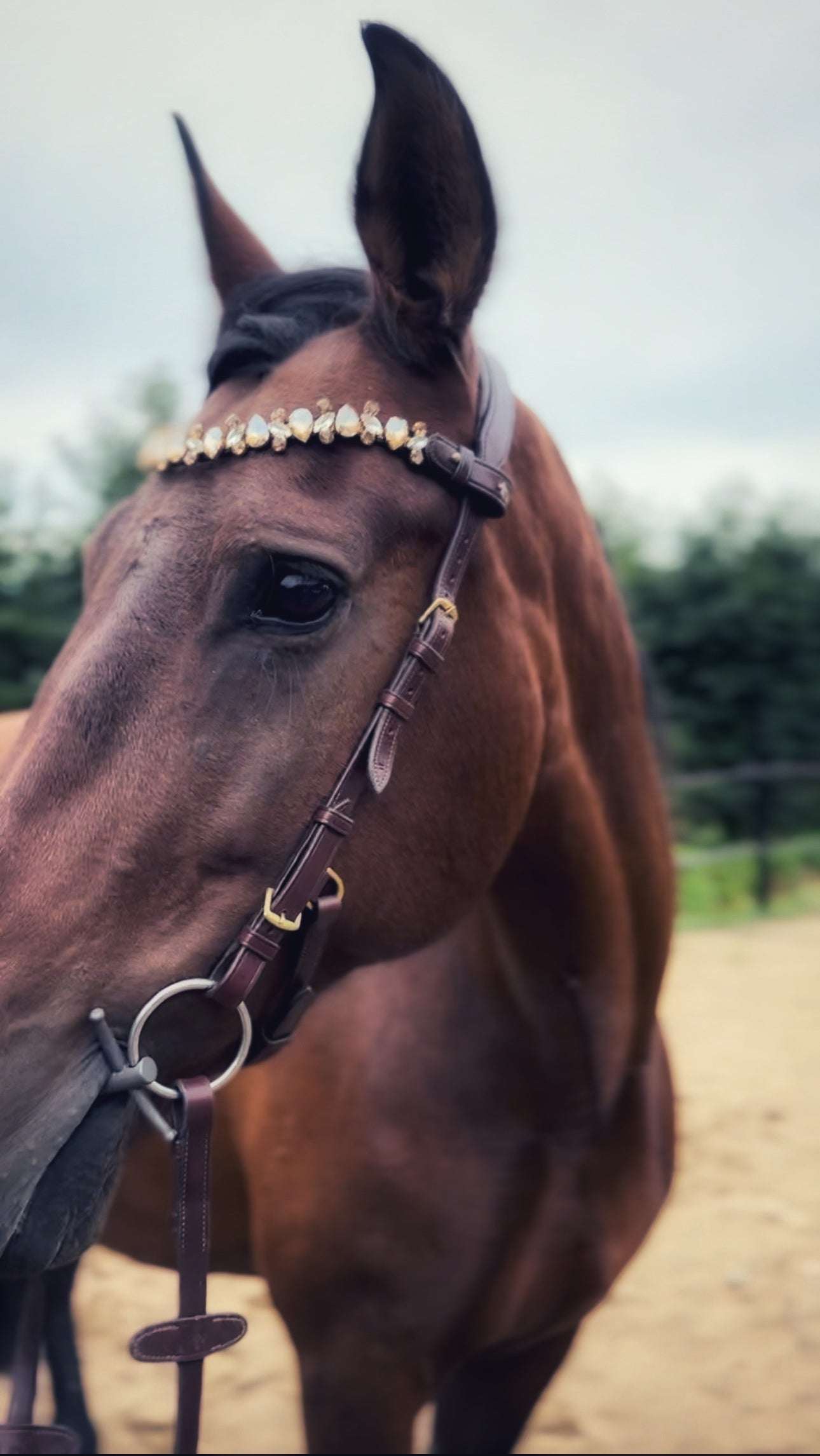 Masego Horsewear Coco Bridle - No Noseband - MASEGO horsewear - Equiluxe Tack