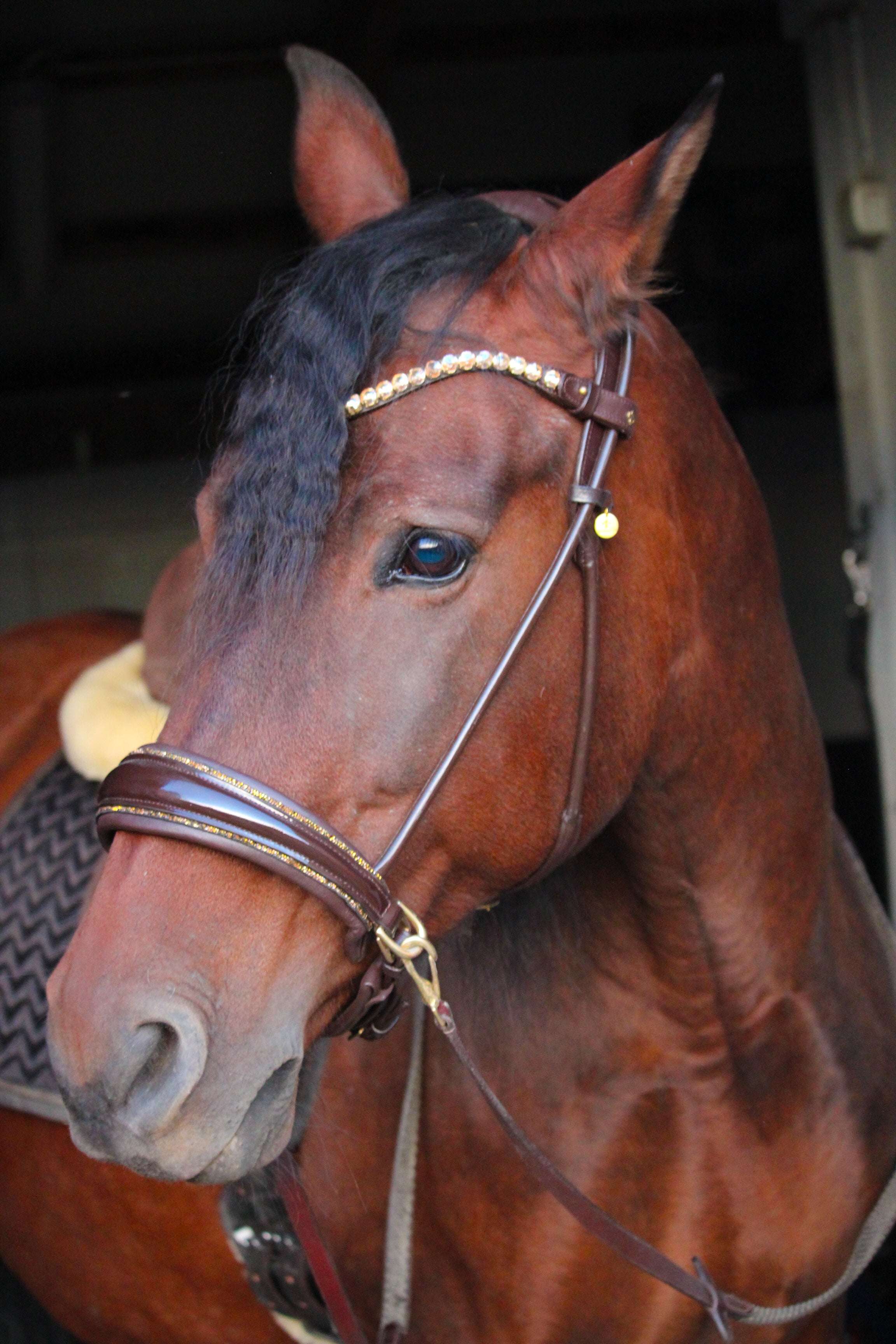 Masego Horsewear Dova Sparkling Sidepull Bridle - MASEGO horsewear - Equiluxe Tack