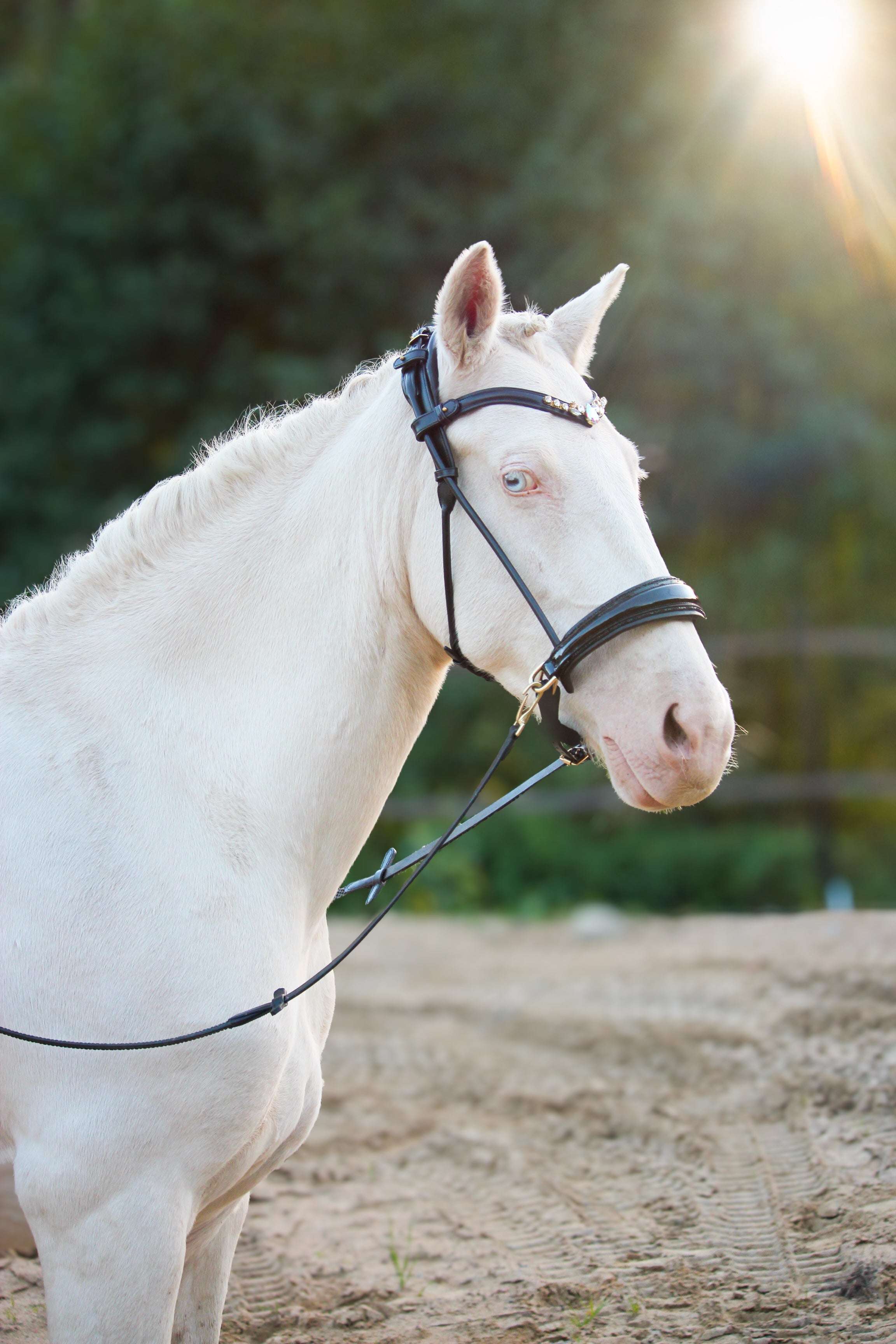 Masego Horsewear Dova Sparkling Sidepull Bridle - MASEGO horsewear - Equiluxe Tack