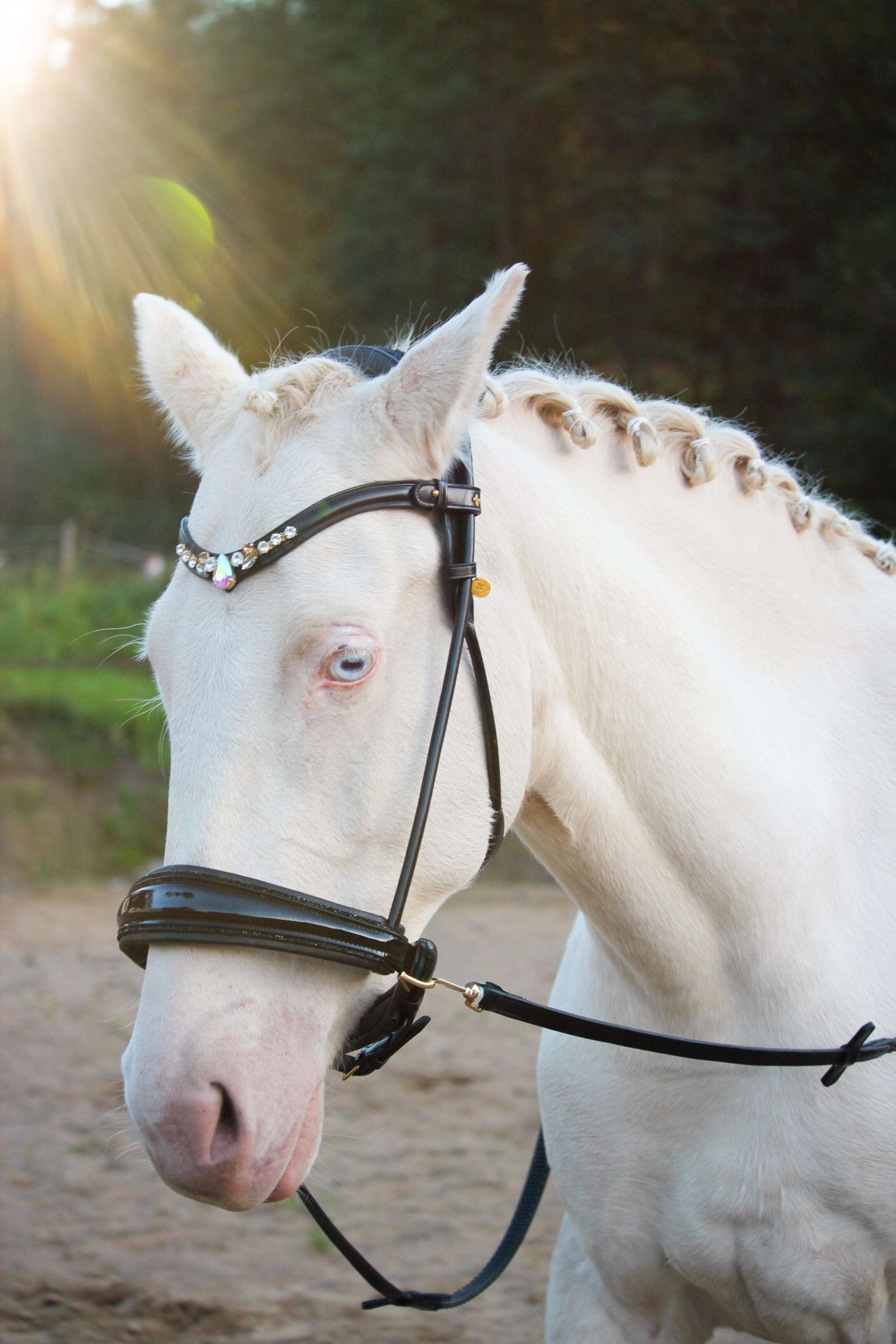 Masego Horsewear Dova Sparkling Sidepull Bridle - MASEGO horsewear - Equiluxe Tack