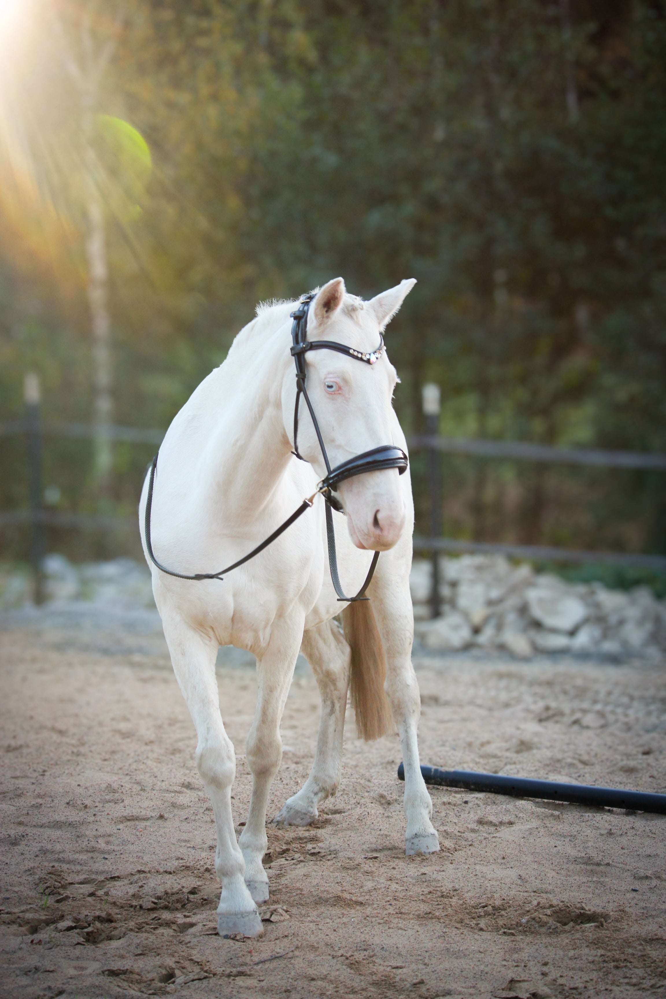 Masego Horsewear Dova Sparkling Sidepull Bridle - MASEGO horsewear - Equiluxe Tack