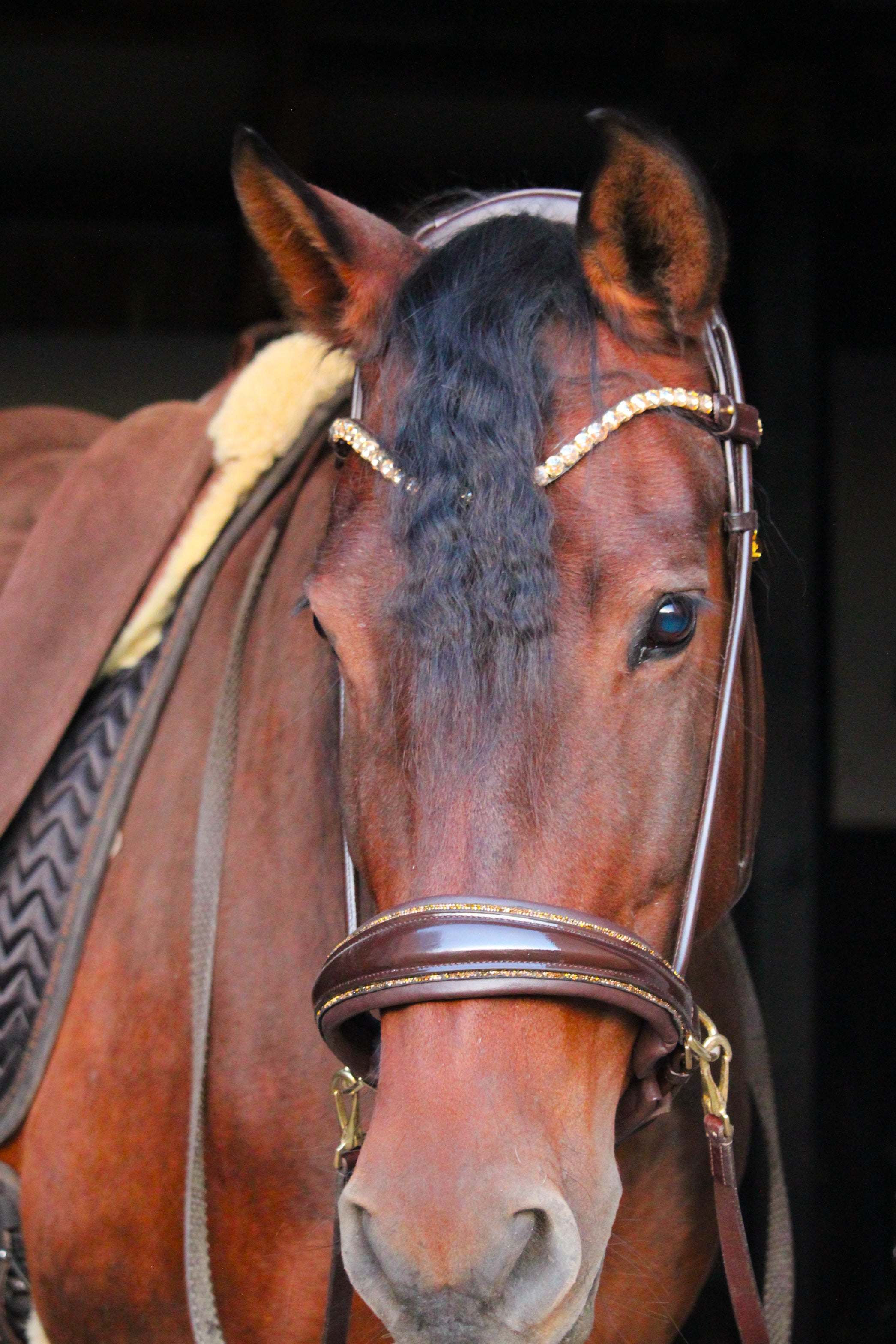 Masego Horsewear Dova Sparkling Sidepull Bridle - MASEGO horsewear - Equiluxe Tack