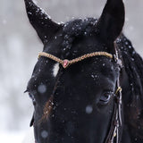 Masego Horsewear Golden Burgundy Browband - MASEGO horsewear - Equiluxe Tack
