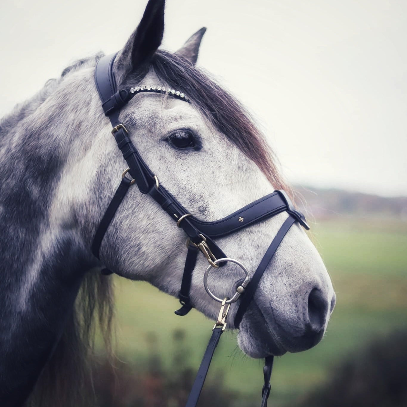 Masego Horsewear Italian Leather Lily Multi - Bridle - Brown, Full - MASEGO horsewear - Equiluxe Tack