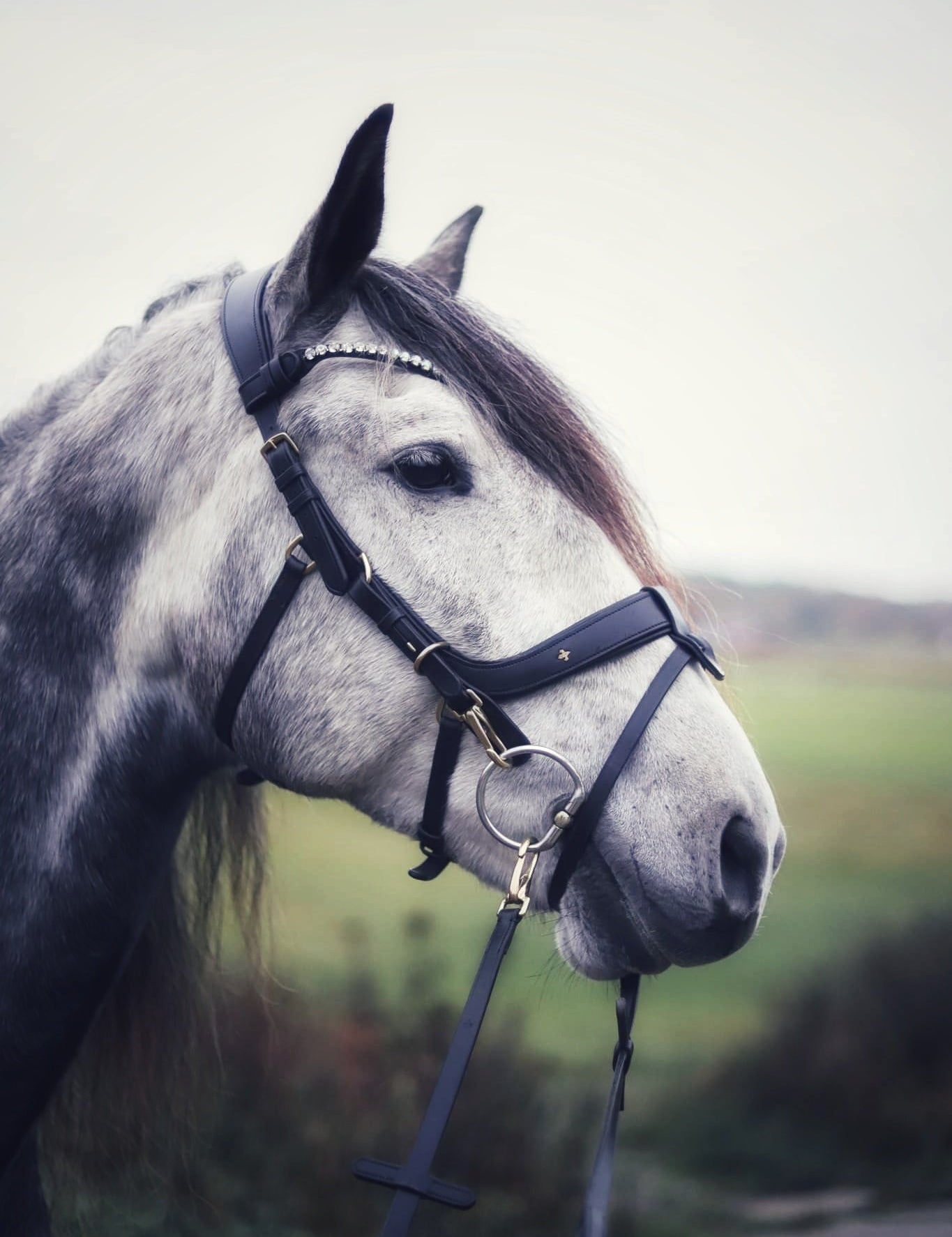 Masego Horsewear Italian Leather Lily Multi - Bridle - Brown, Full - MASEGO horsewear - Equiluxe Tack