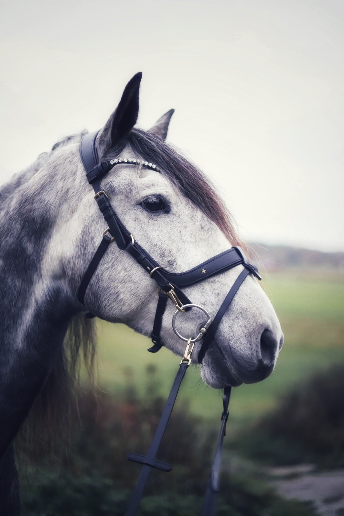 Masego Horsewear Italian Leather Lily Multi - Bridle - Brown, Full - MASEGO horsewear - Equiluxe Tack