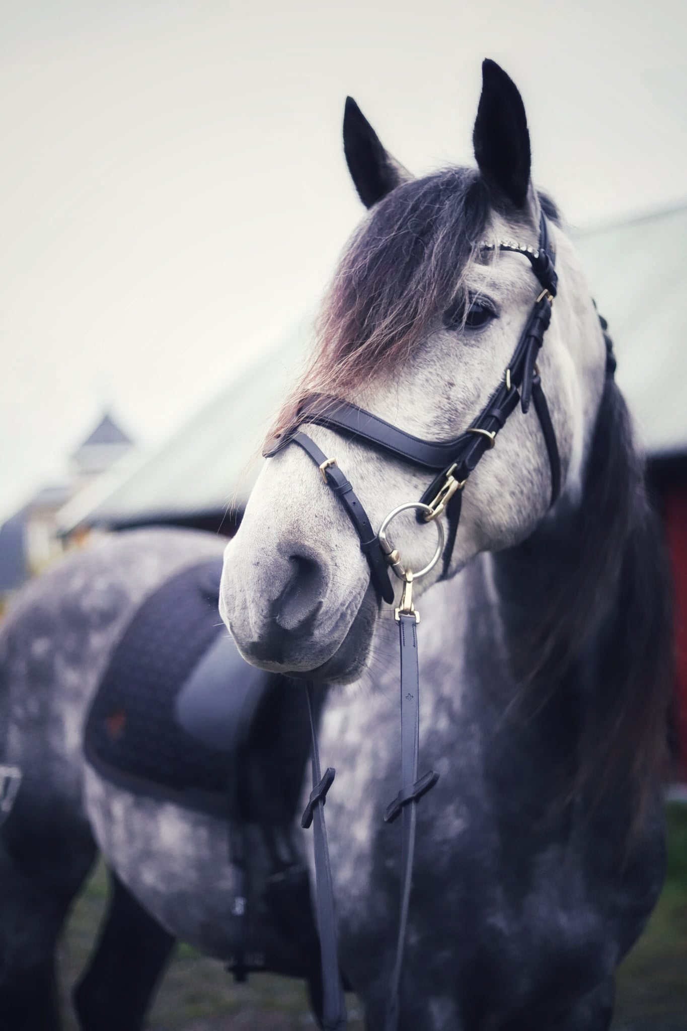 Masego Horsewear Italian Leather Lily Multi - Bridle - Brown, Full - MASEGO horsewear - Equiluxe Tack