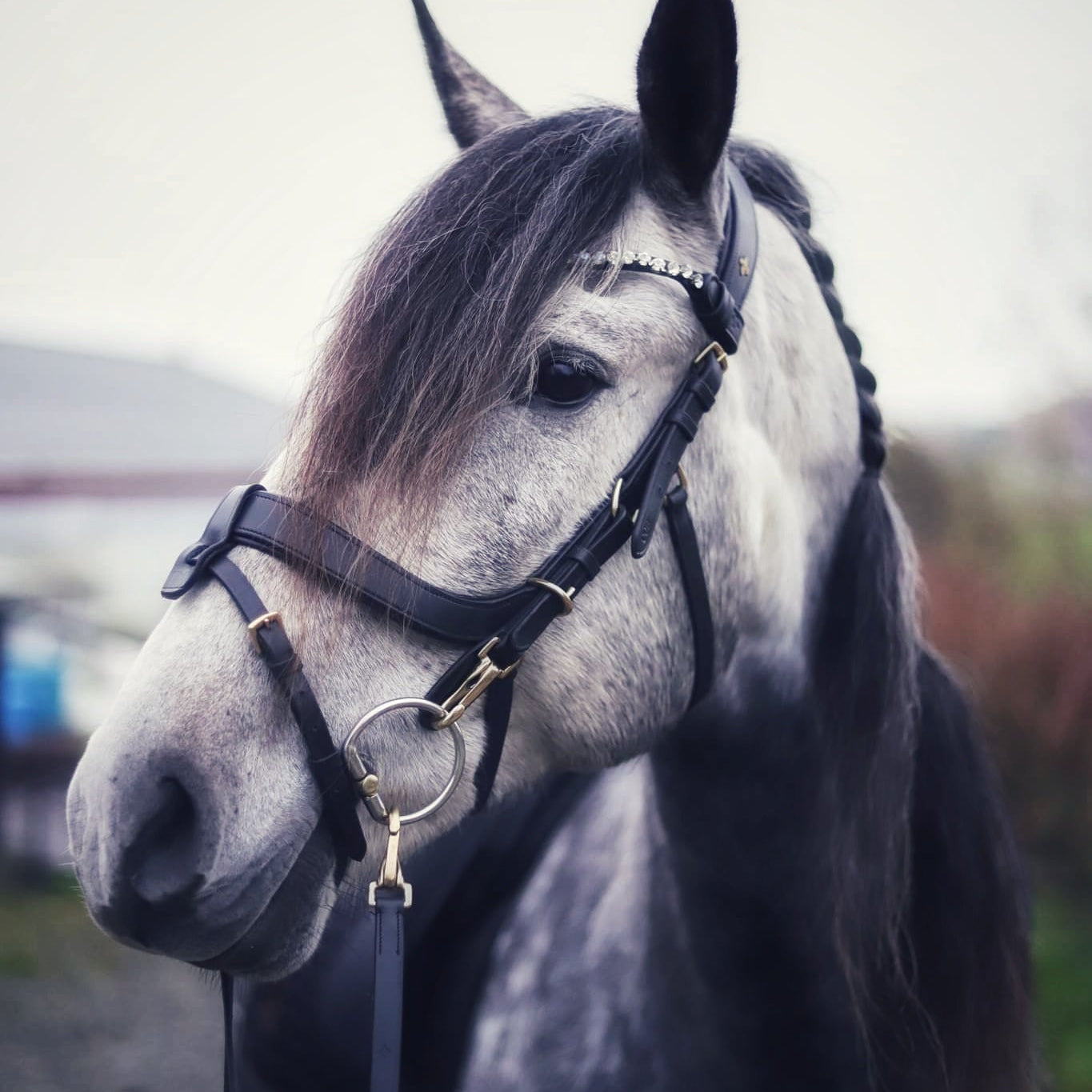 Masego Horsewear Italian Leather Lily Multi - Bridle - Brown, Full - MASEGO horsewear - Equiluxe Tack