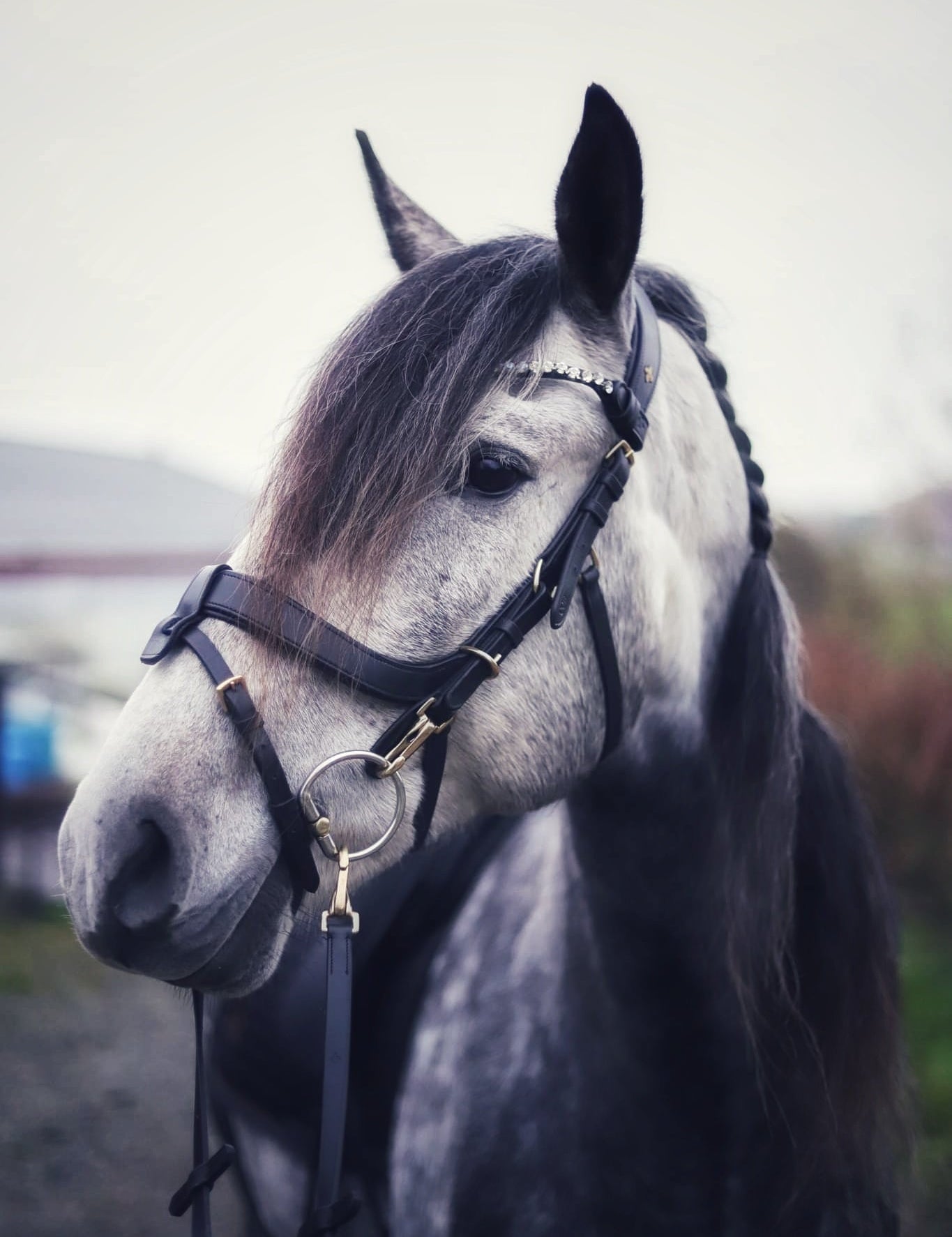Masego Horsewear Italian Leather Lily Multi - Bridle - Brown, Full - MASEGO horsewear - Equiluxe Tack