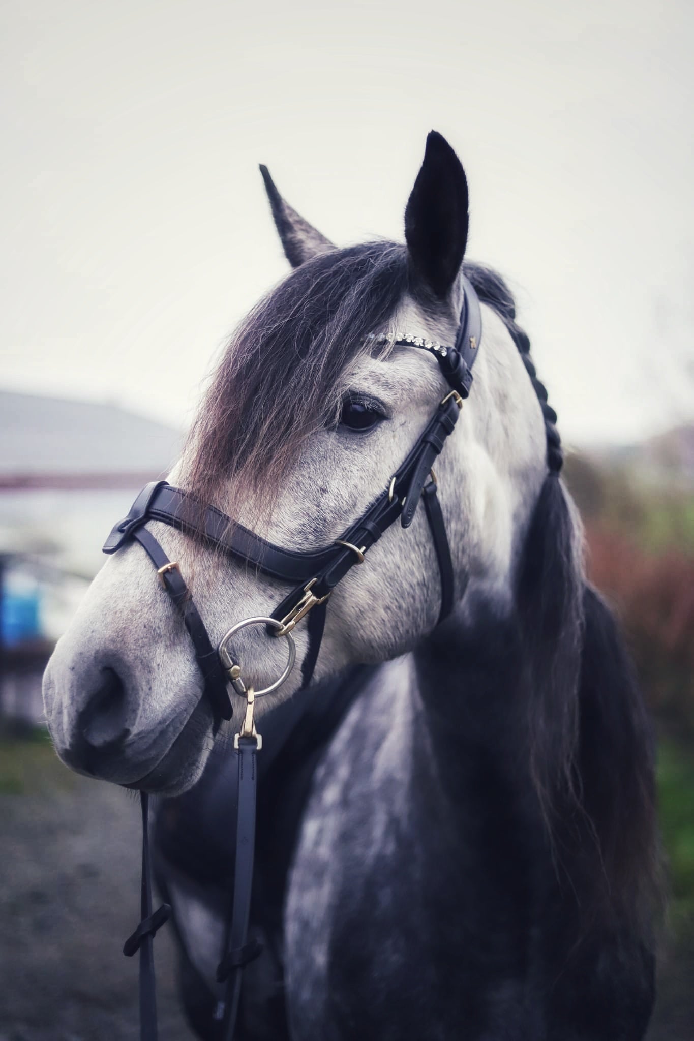 Masego Horsewear Italian Leather Lily Multi - Bridle - Brown, Full - MASEGO horsewear - Equiluxe Tack