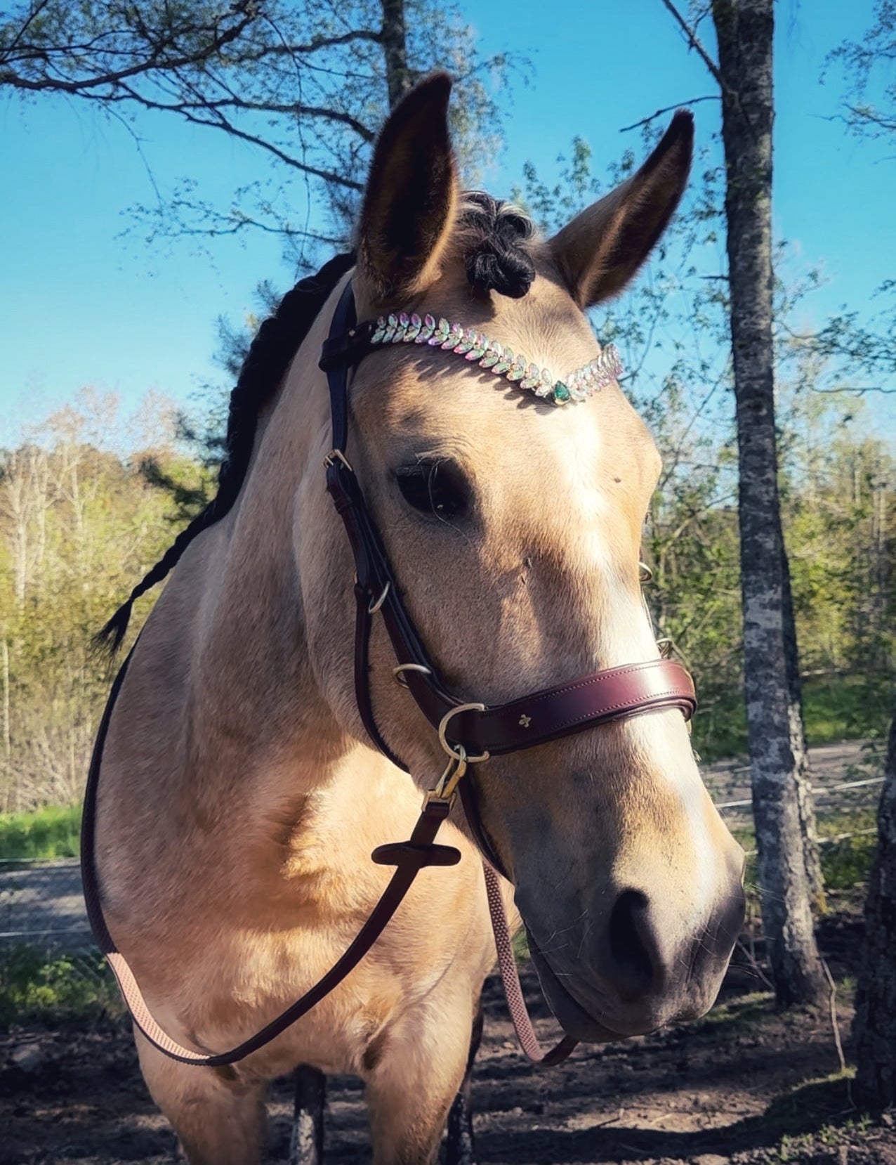Masego Horsewear Lily Multi Bridle - Extra D - ring - MASEGO horsewear - Equiluxe Tack