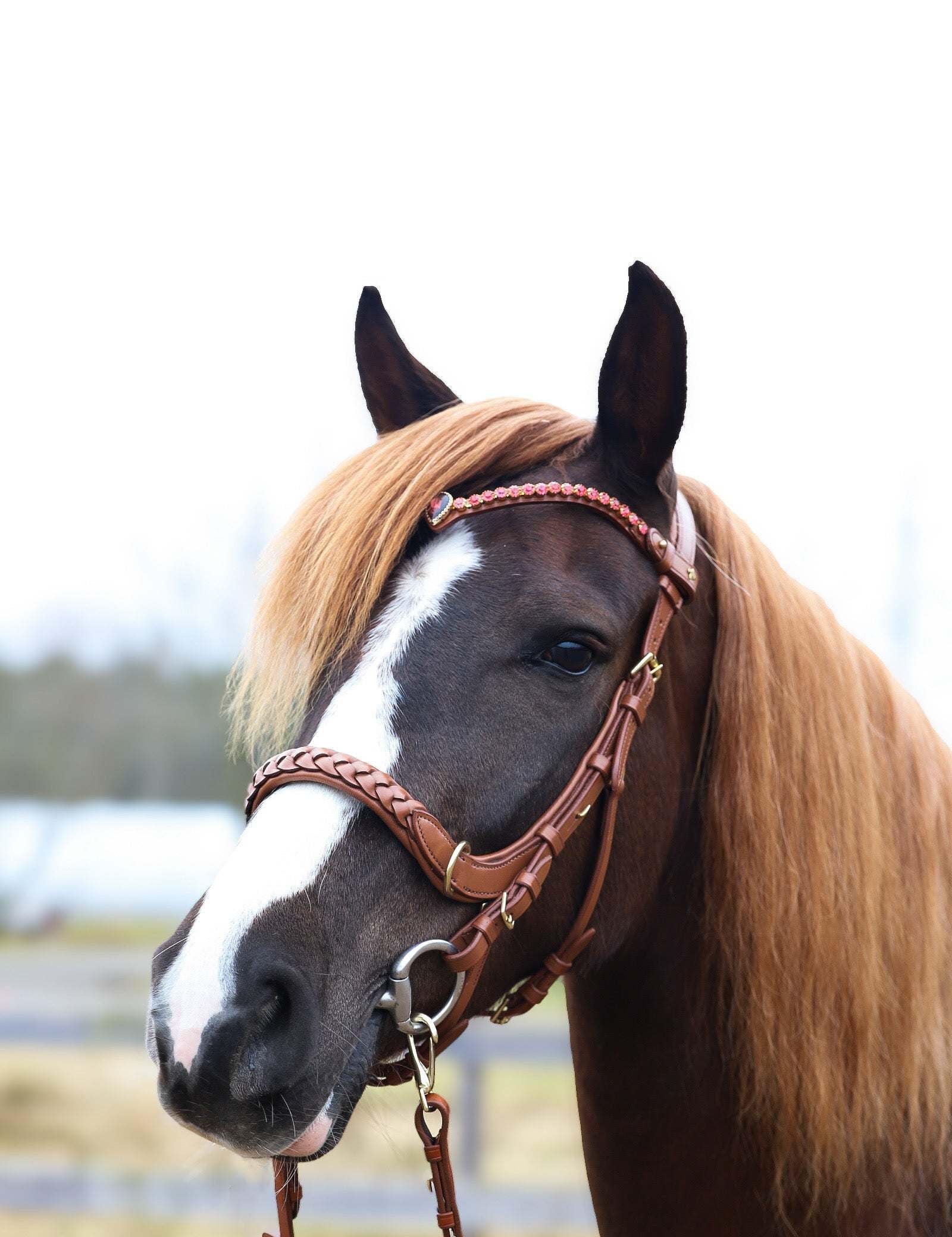 Masego Horsewear Odessa Bonita Multi Bridle Padded - MASEGO horsewear - Equiluxe Tack