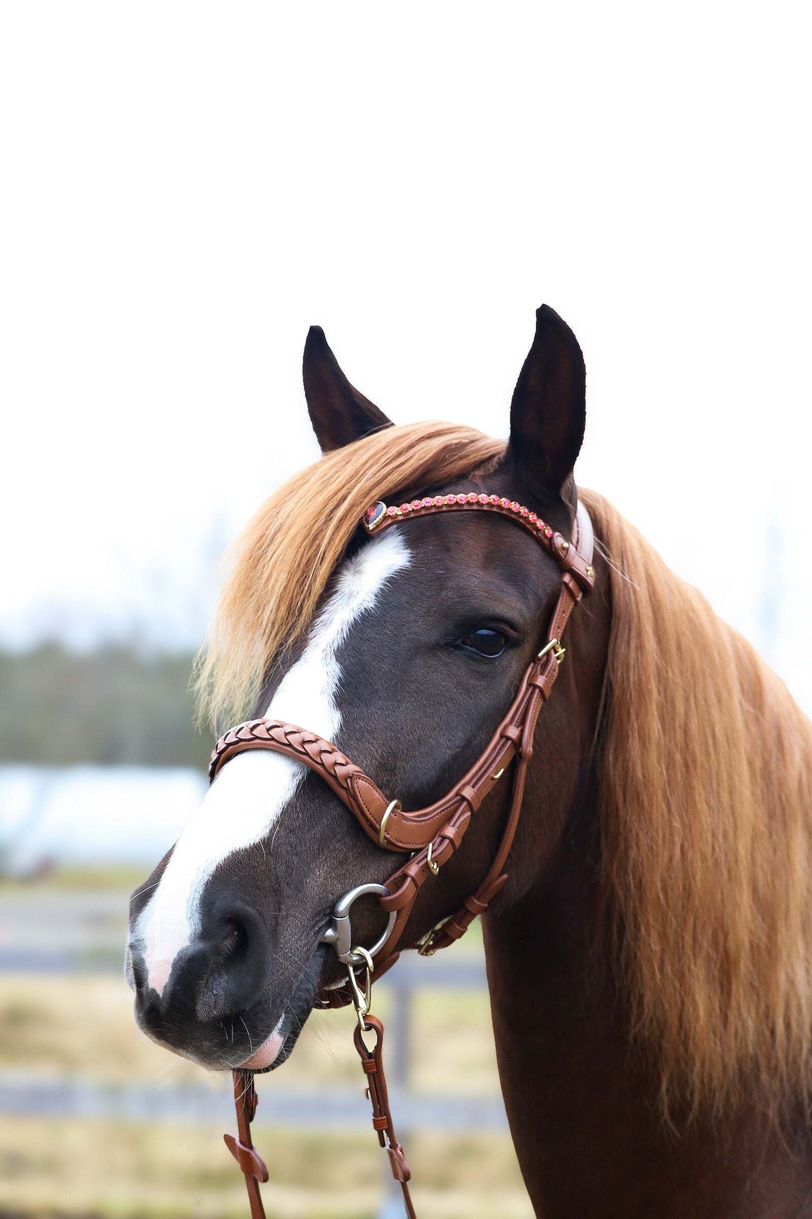 Masego Horsewear Odessa Bonita Multi Bridle Padded - MASEGO horsewear - Equiluxe Tack