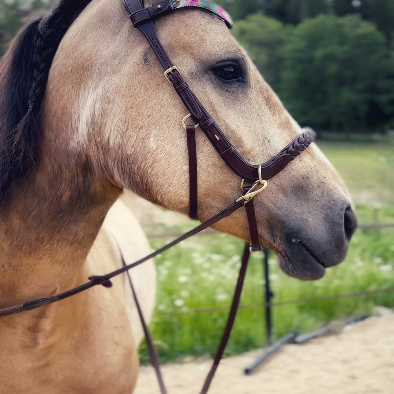 Masego Horsewear Odessa Bonita Multi Bridle - w/ Padded Noseband - MASEGO horsewear - Equiluxe Tack