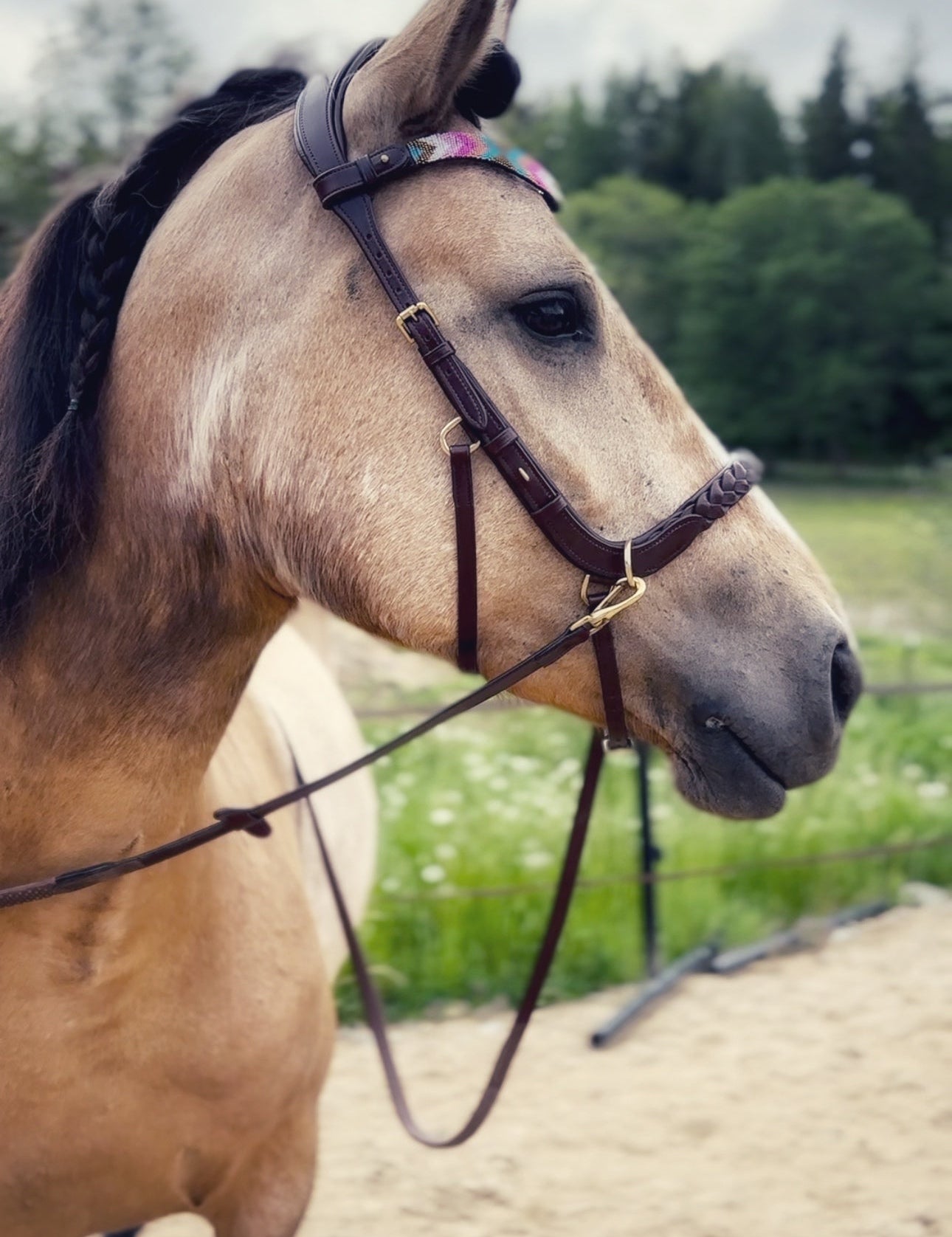 Masego Horsewear Odessa Bonita Multi Bridle - w/ Padded Noseband - MASEGO horsewear - Equiluxe Tack