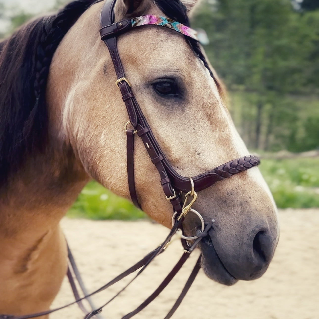 Masego Horsewear Odessa Bonita Multi Bridle - w/ Padded Noseband - MASEGO horsewear - Equiluxe Tack