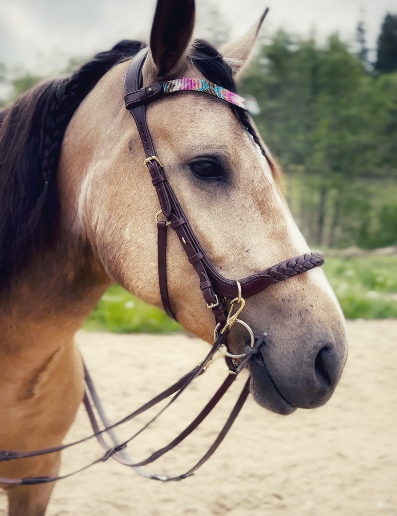 Masego Horsewear Odessa Bonita Multi Bridle - w/ Padded Noseband - MASEGO horsewear - Equiluxe Tack
