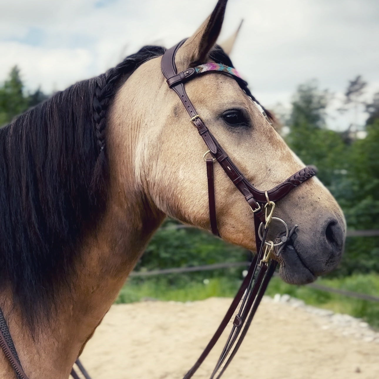 Masego Horsewear Odessa Bonita Multi Bridle - w/ Padded Noseband - MASEGO horsewear - Equiluxe Tack