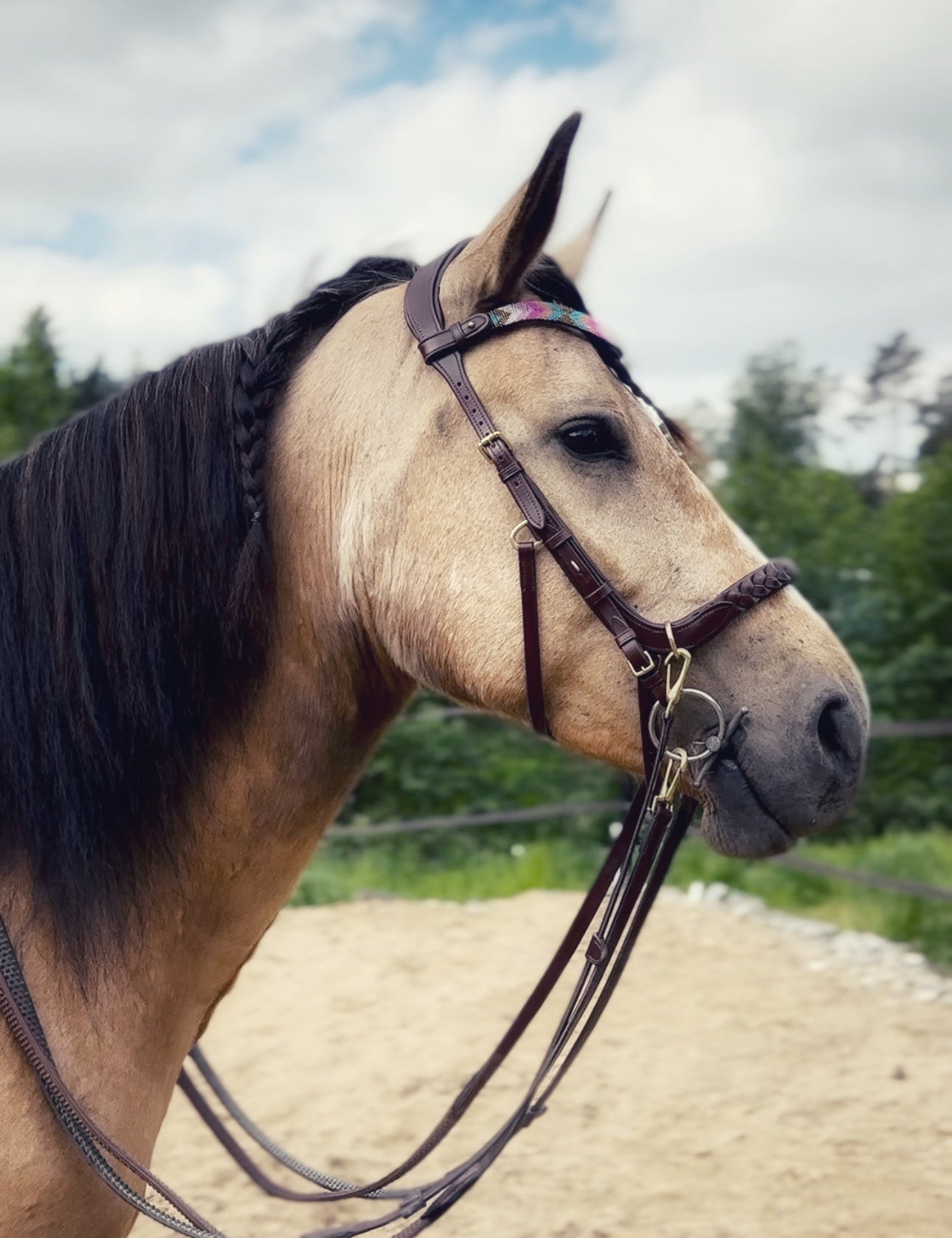 Masego Horsewear Odessa Bonita Multi Bridle - w/ Padded Noseband - MASEGO horsewear - Equiluxe Tack