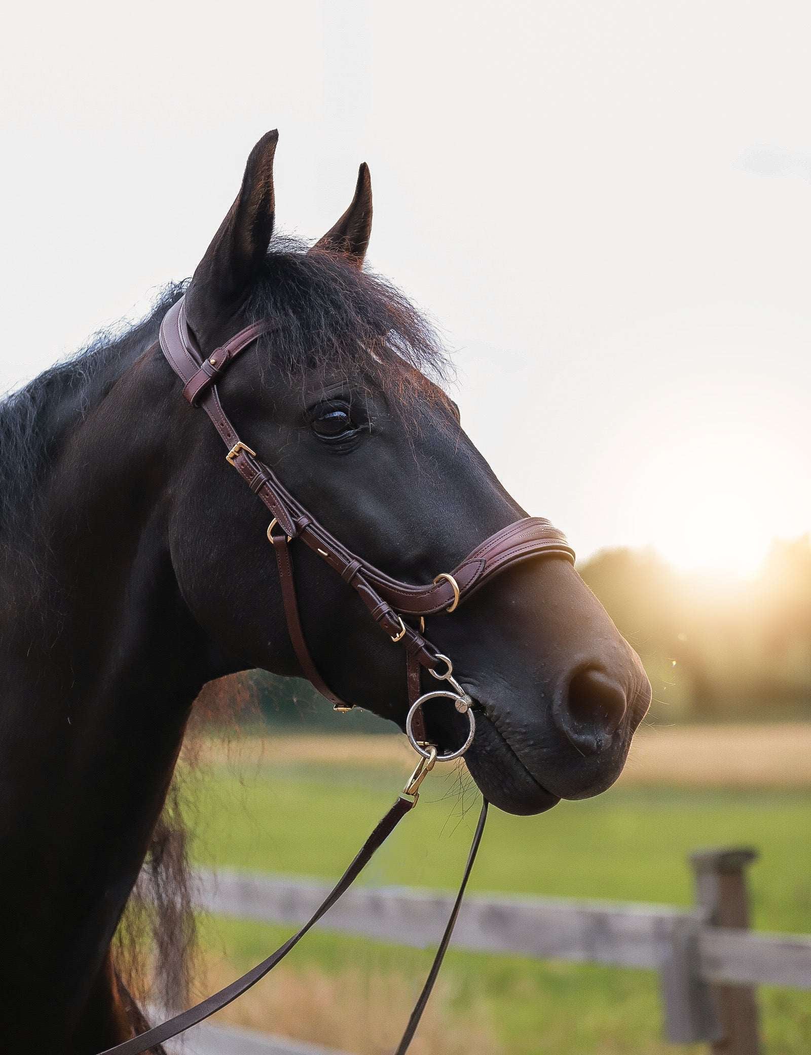 Masego Horsewear Oliander Multi Bridle - MASEGO horsewear - Equiluxe Tack