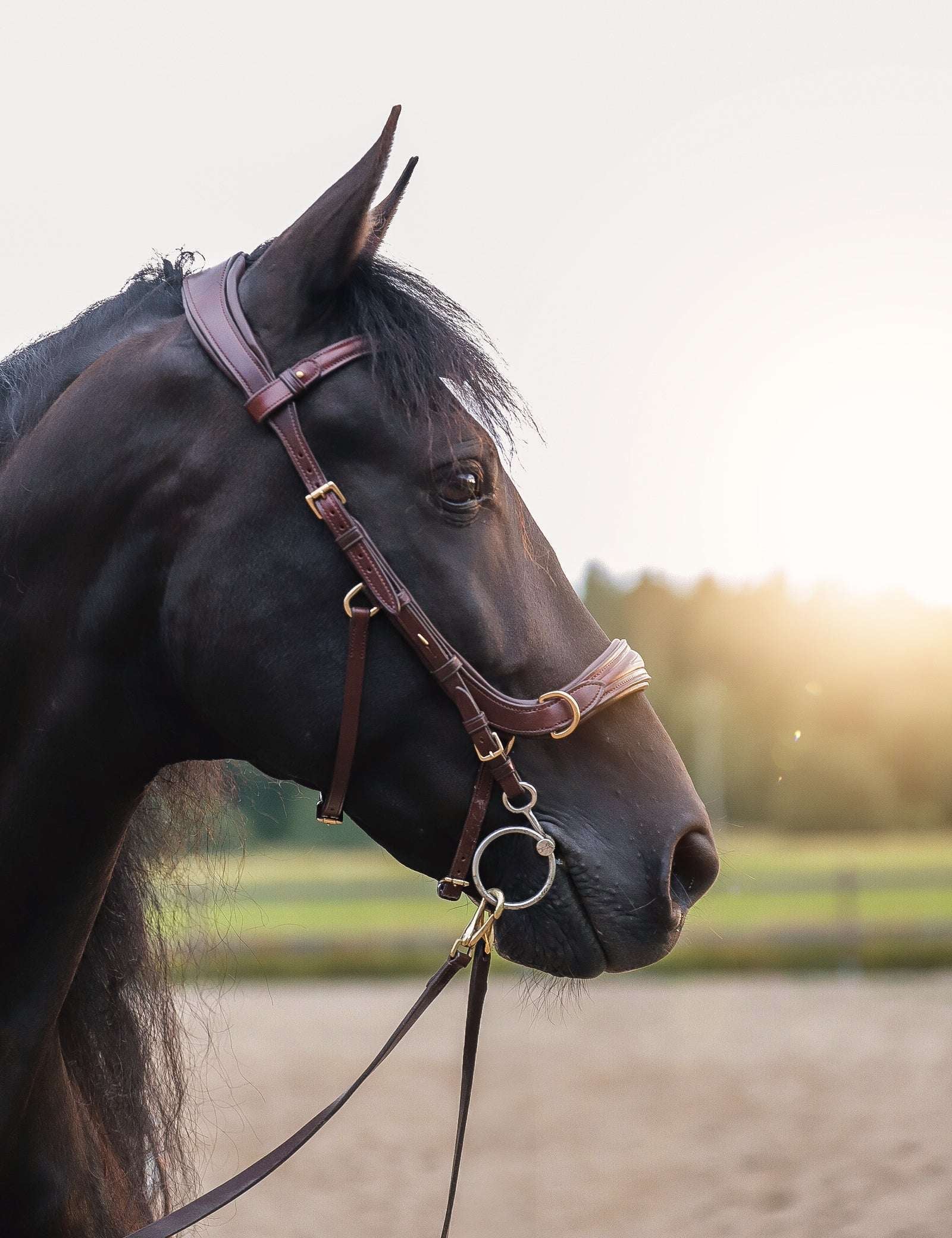 Masego Horsewear Oliander Multi Bridle - MASEGO horsewear - Equiluxe Tack
