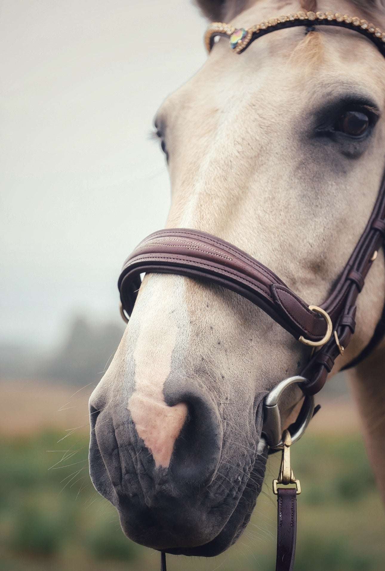 Masego Horsewear Oliander Multi Bridle - MASEGO horsewear - Equiluxe Tack