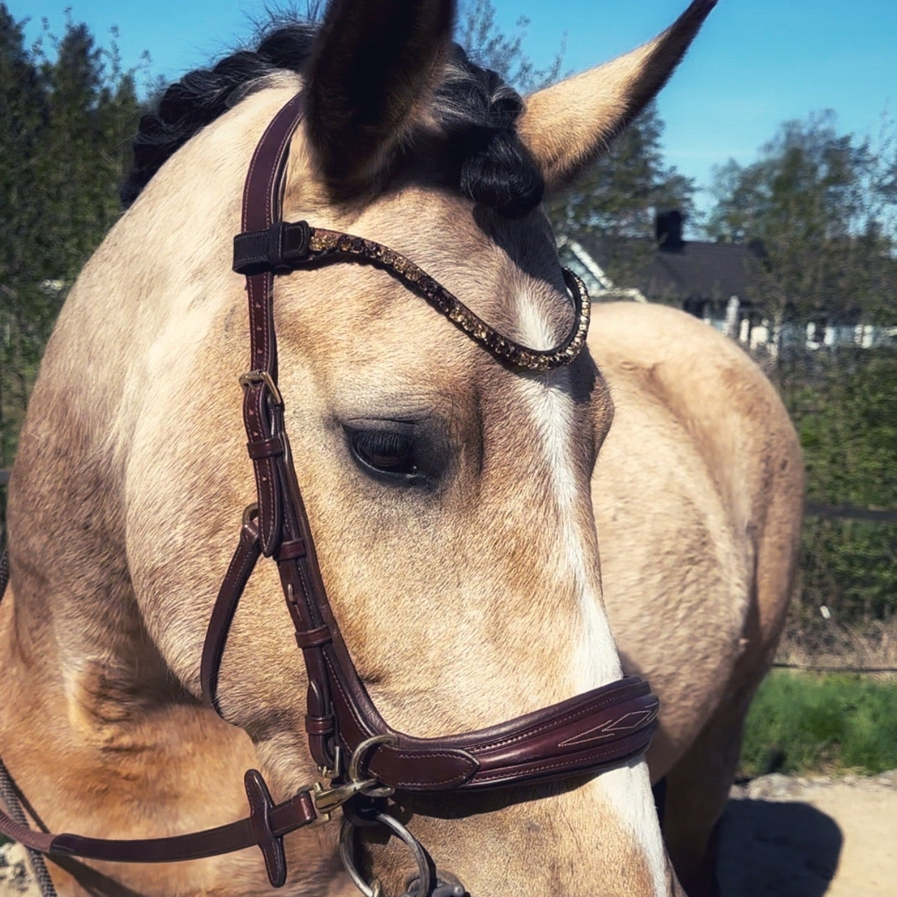 Masego Horsewear Oliander Multi - Bridle - MASEGO horsewear - Equiluxe Tack